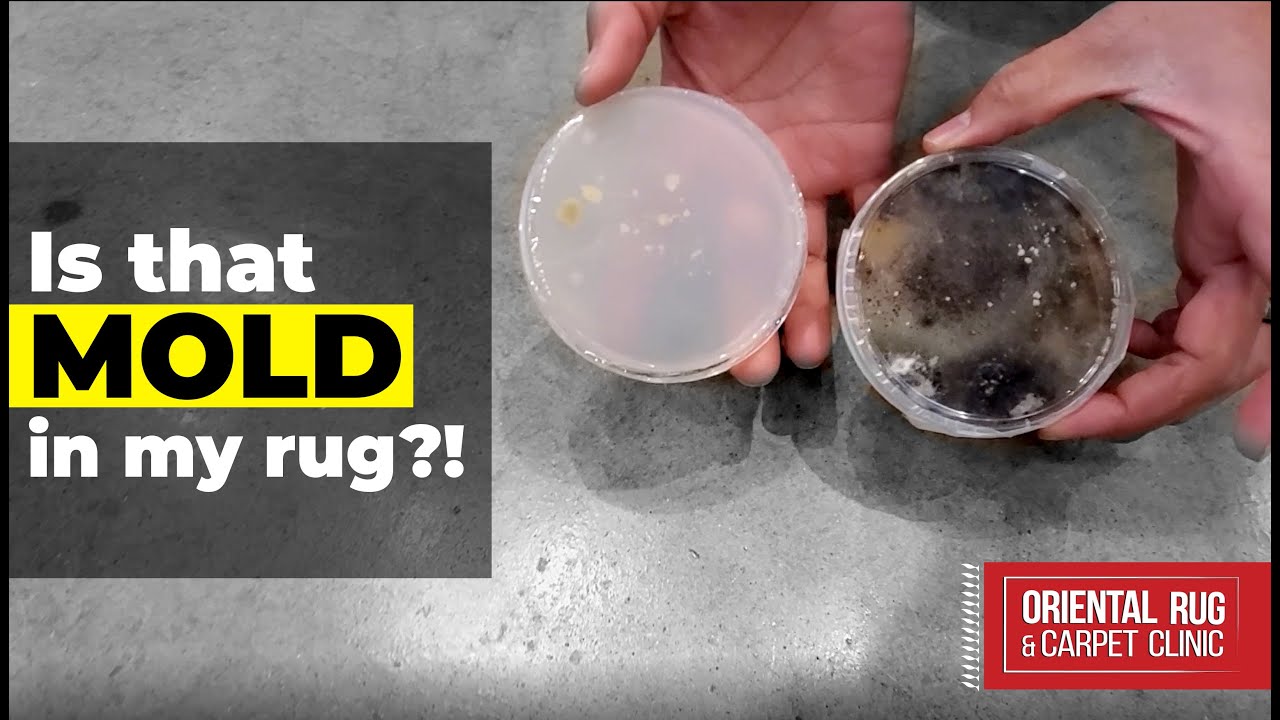 Rug Cleaning Mold Removal Mold and Mildew Rug and Carpet Cleaning